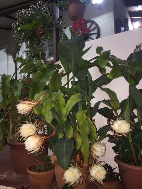 Estia Vasilis Manoli Apartment ไอยานาปา ภายนอก รูปภาพ